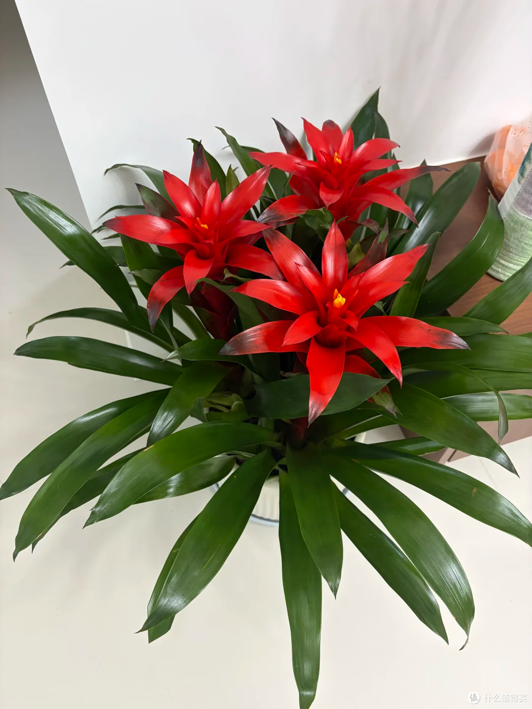 15种公认“爆花小机器”，花量大、好养活，四季都能“花开不断”