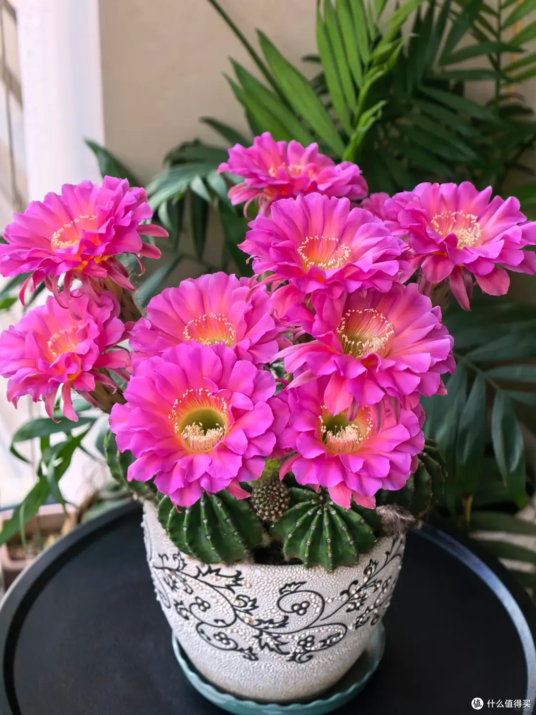 15种公认“爆花小机器”，花量大、好养活，四季都能“花开不断”