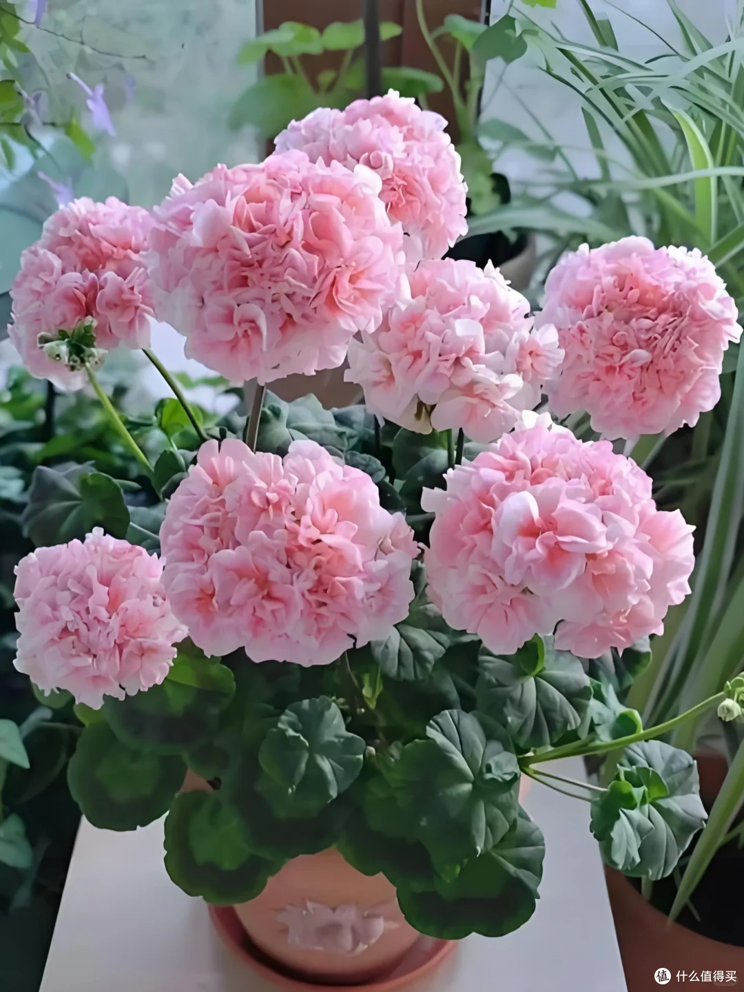 15种公认“爆花小机器”，花量大、好养活，四季都能“花开不断”