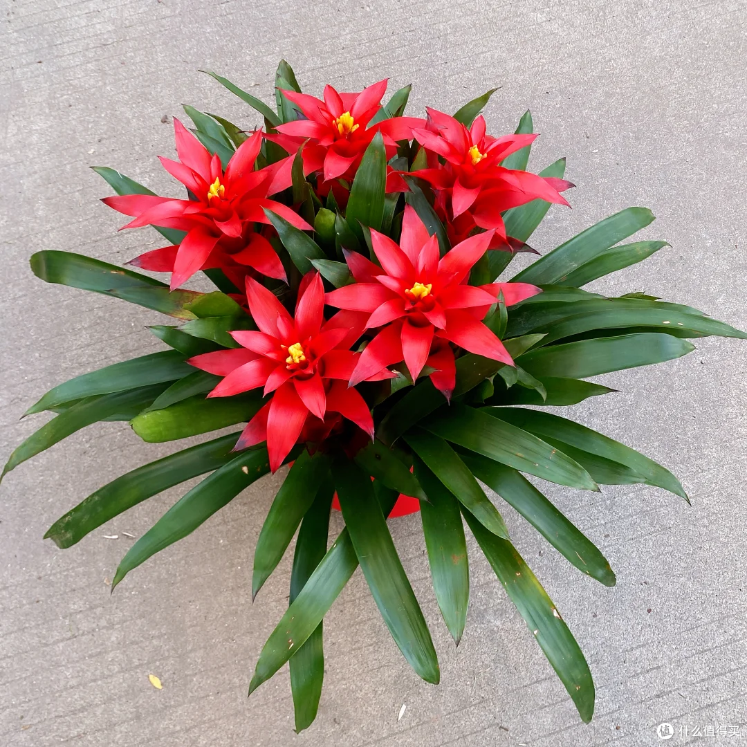 15种公认“爆花小机器”，花量大、好养活，四季都能“花开不断”
