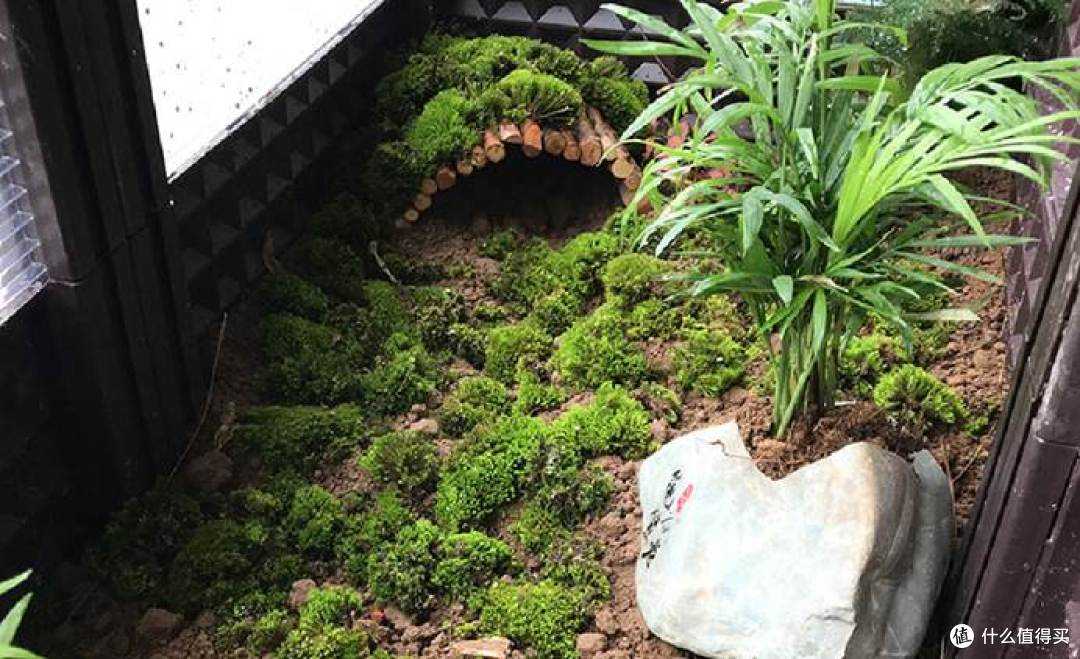 黄缘闭壳龟家庭仿生态造景记录|龟谷鳖老安缘搭建的室内饲养环境