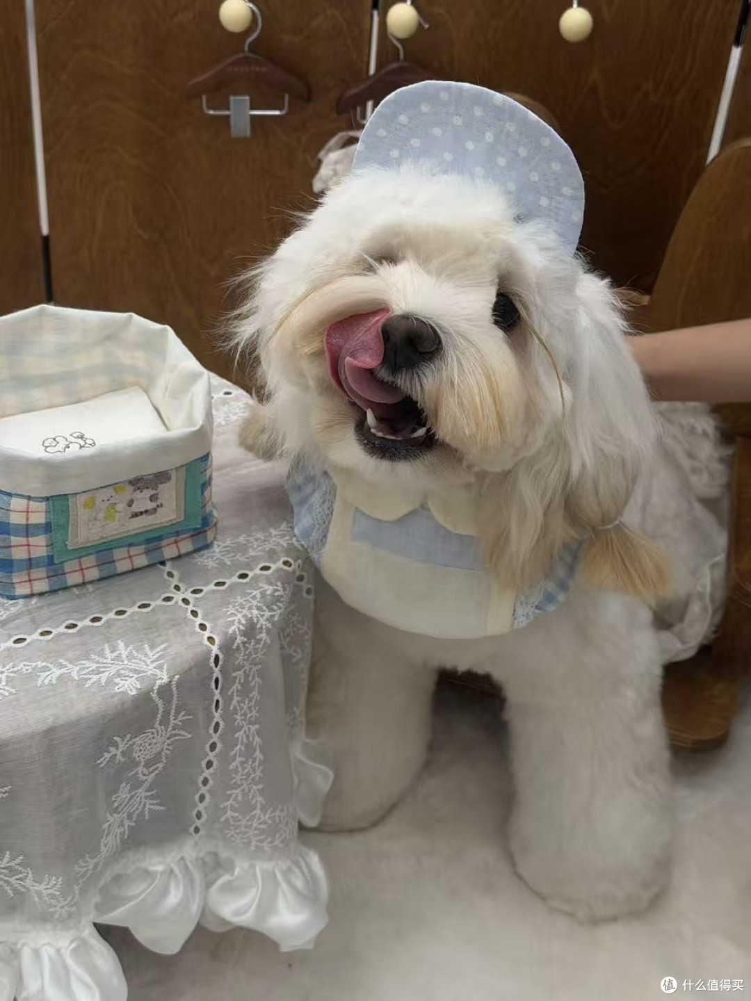 毛孩子基础训练