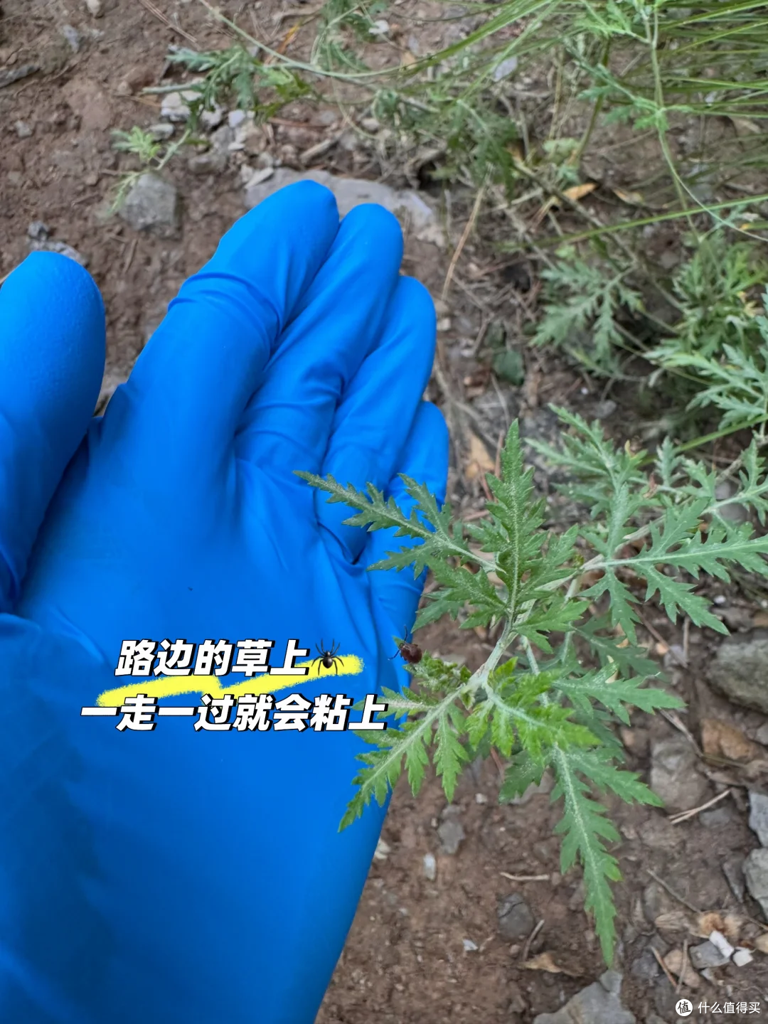 山野备忘录|上山摘野菜被蜱虫叮咬,56岁男子一周后离世