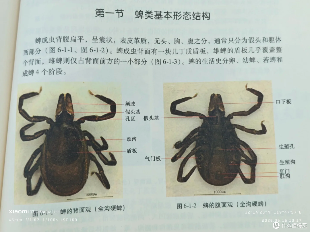 山野备忘录|上山摘野菜被蜱虫叮咬,56岁男子一周后离世