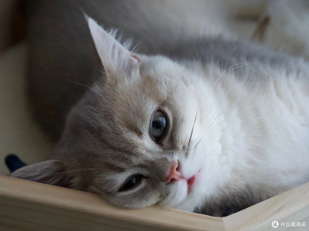 什么牌子的烘焙猫粮好?9月最新国产十大放心烘焙猫粮品牌排行榜