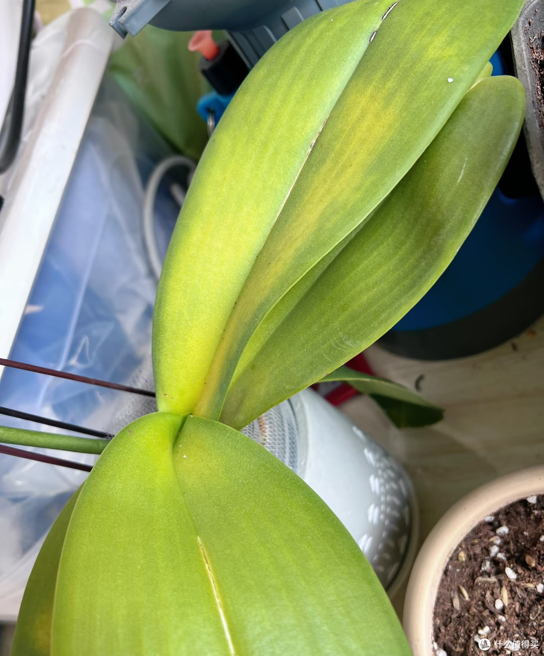 9月对蝴蝶兰做这件事，今年大概率看不到花