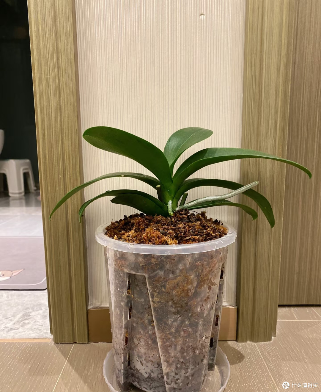 9月对蝴蝶兰做这件事，今年大概率看不到花