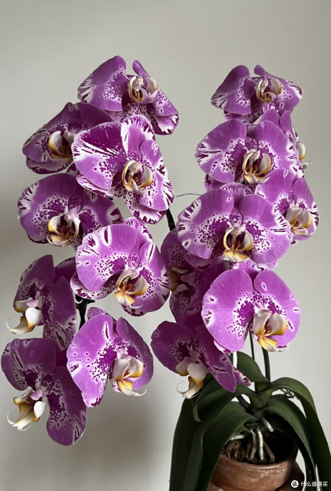 9月对蝴蝶兰做这件事，今年大概率看不到花