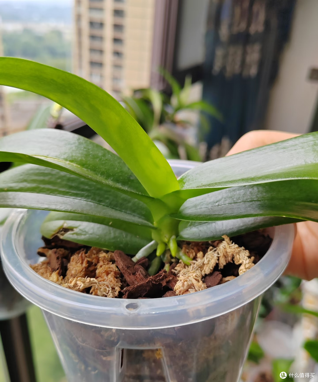 9月对蝴蝶兰做这件事，今年大概率看不到花