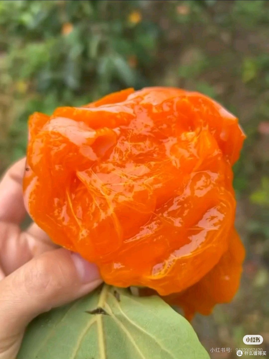秋天是甜甜收获的味道