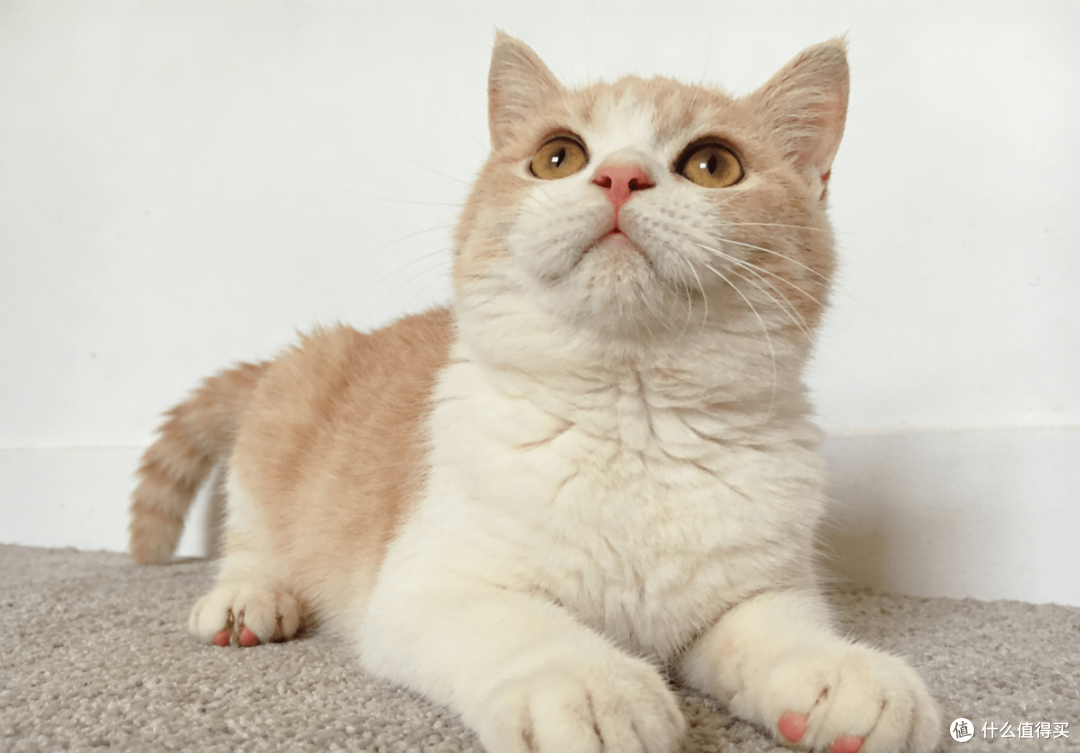 从枯草毛到顺美毛：6款热门美毛猫粮真实喂养