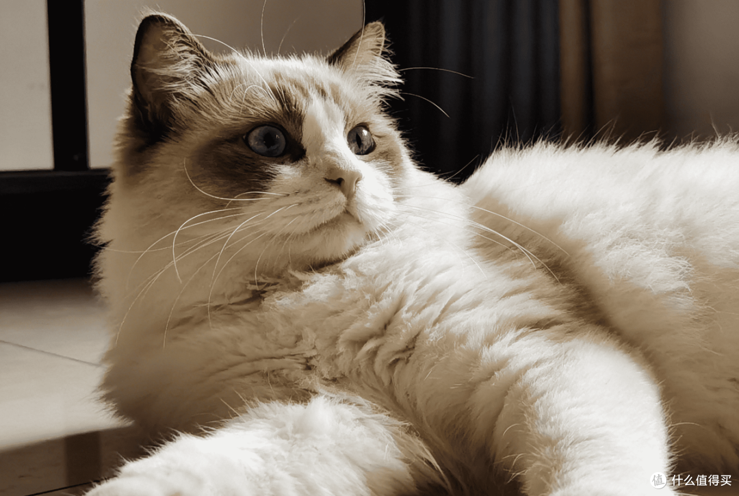 绝育后毛质变粗糙？这款粮找回我家猫咪的顺美毛