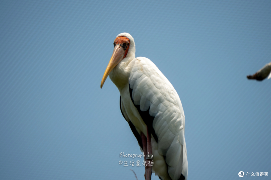 新加坡第二天|万代6园一天打卡，错一步就来不及了