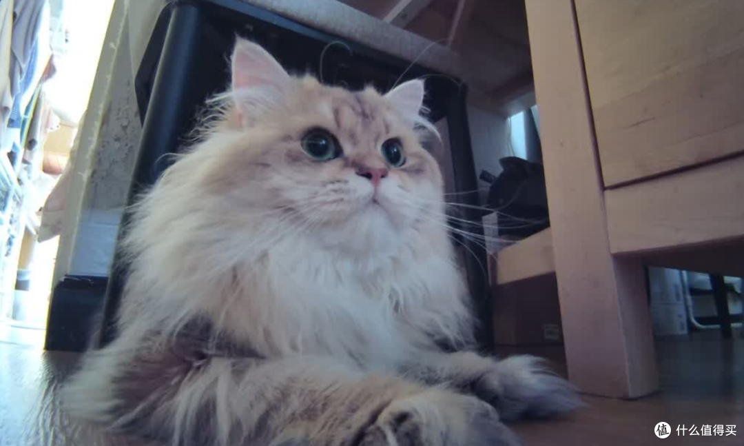 猫拆家半夜跑酷怎么办?会跑的宠物监控能帮上什么忙