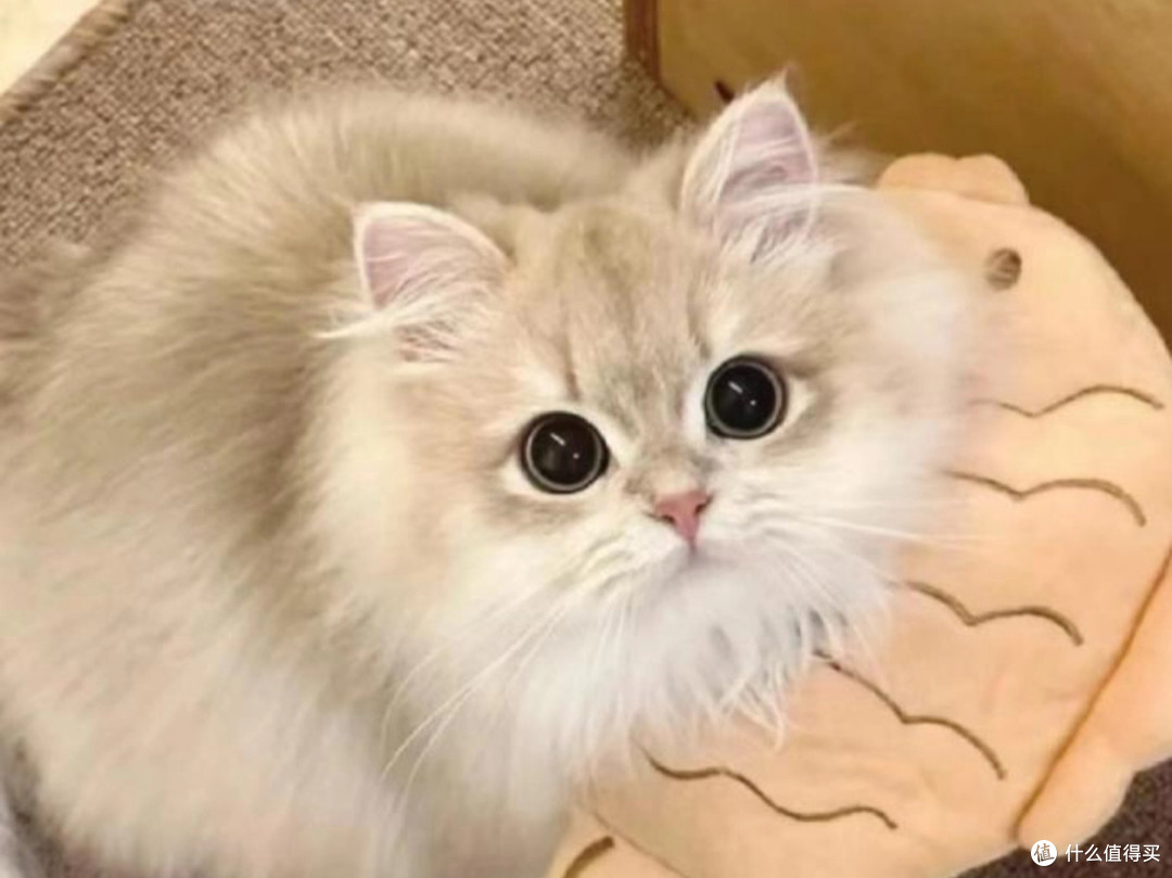 哪种烘焙猫粮比较好又不贵？性价比高的烘焙猫粮十大牌子排行