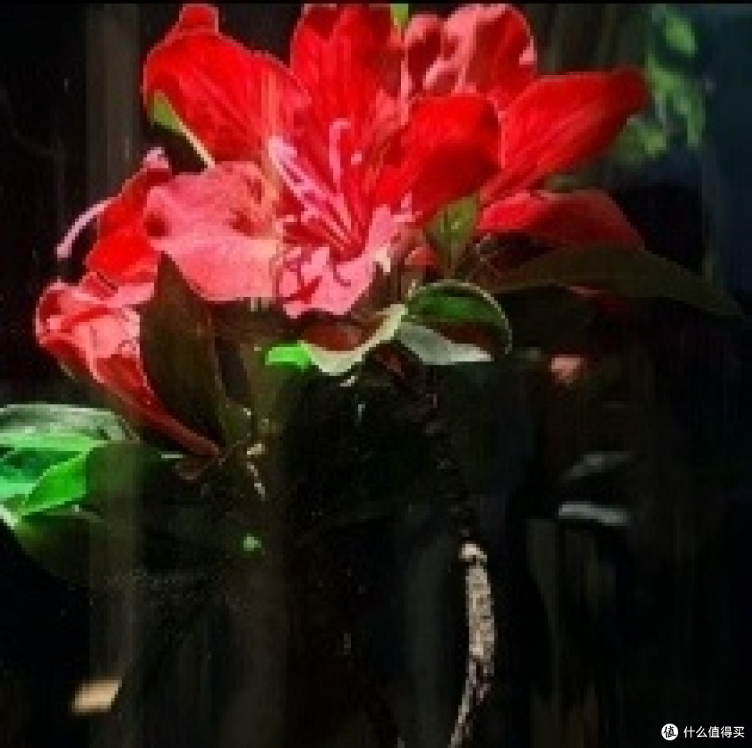 美丽的花朵