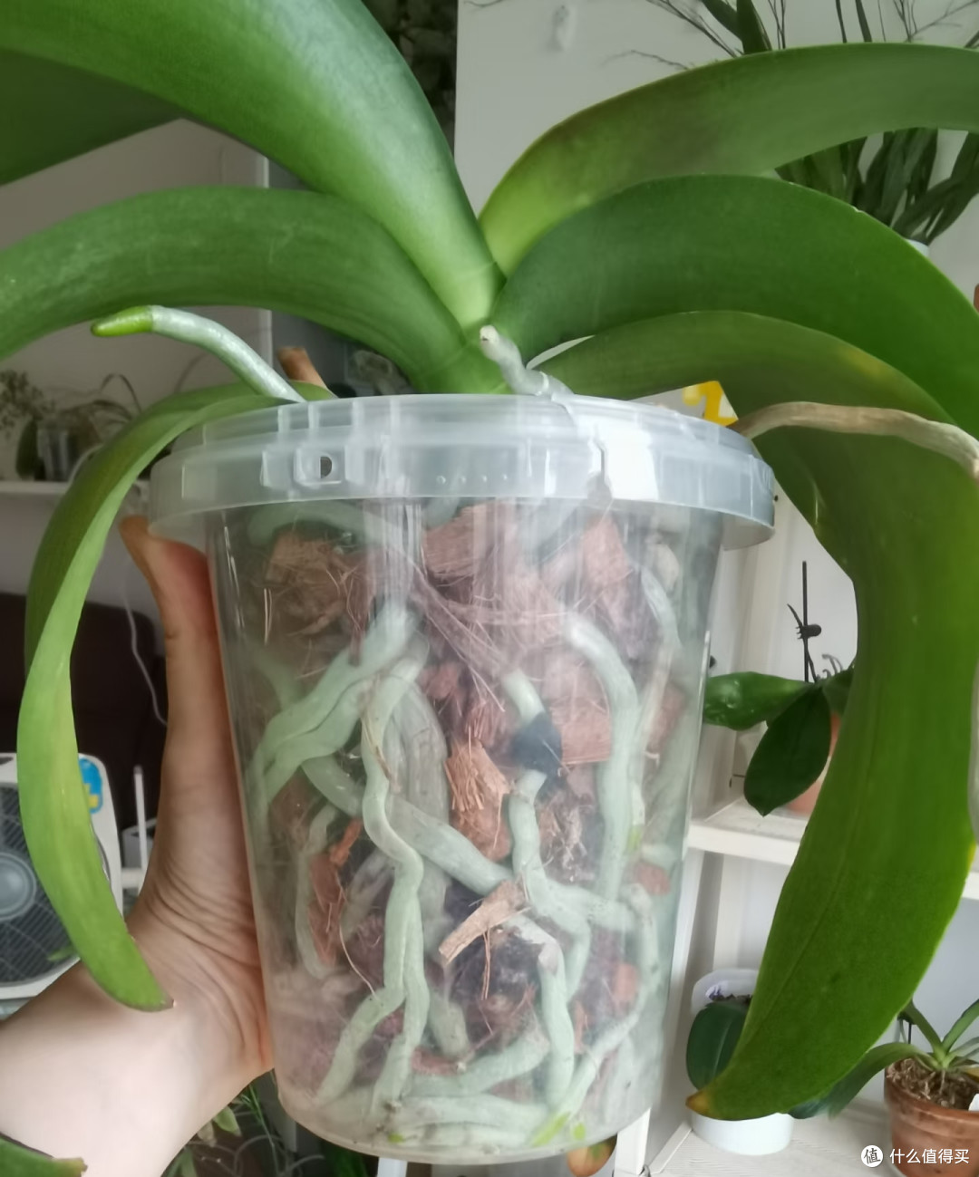 秋季蝴蝶兰长势差,用3个笨招养根,多到装不下,第三种少有人知