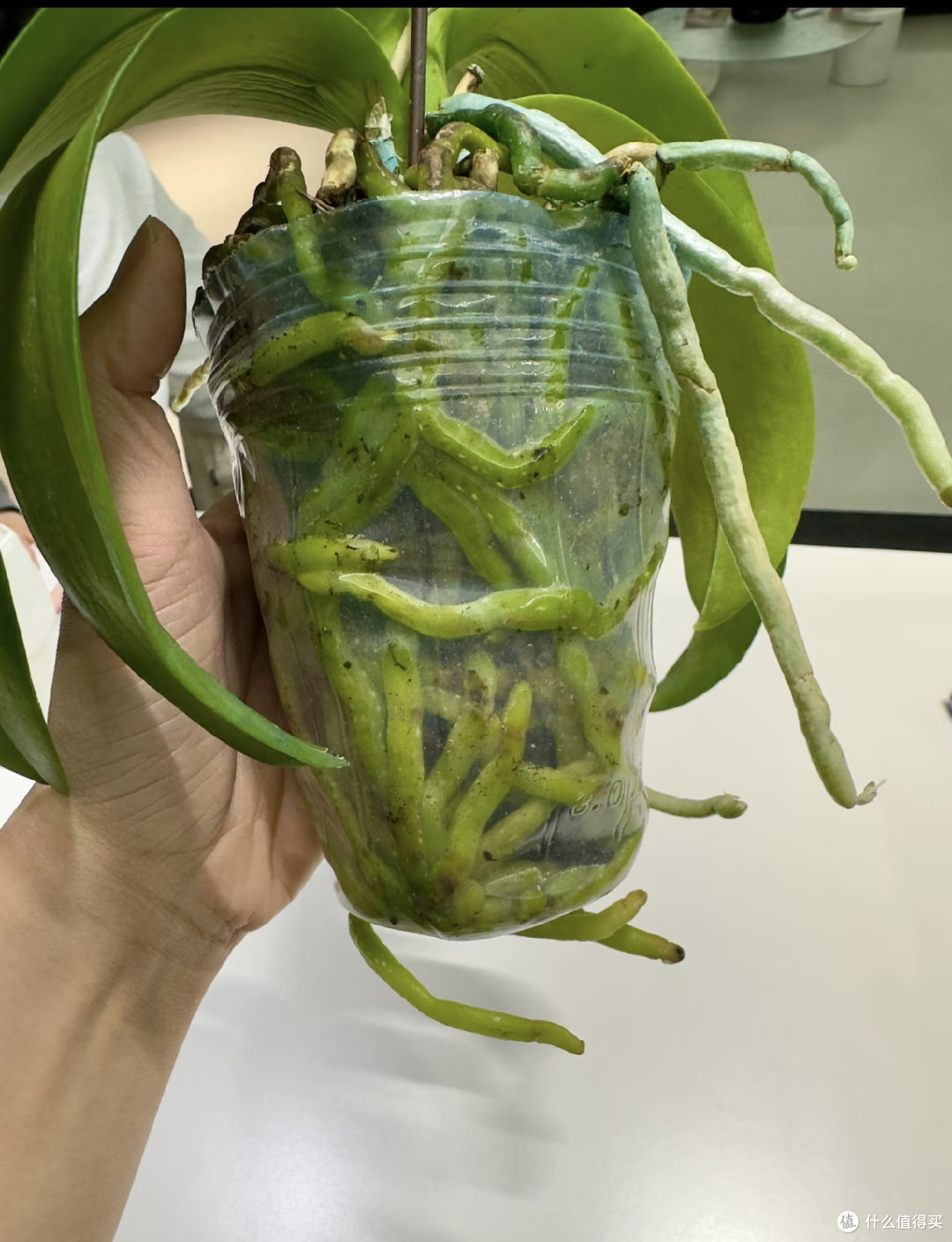 秋季蝴蝶兰长势差,用3个笨招养根,多到装不下,第三种少有人知