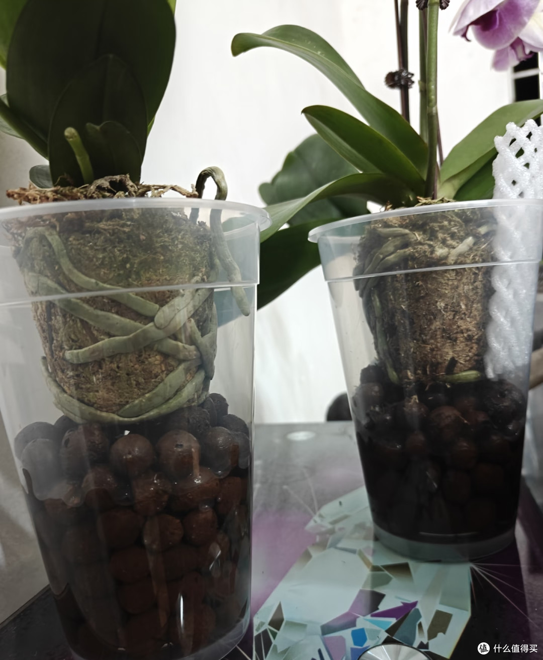秋季蝴蝶兰长势差,用3个笨招养根,多到装不下,第三种少有人知