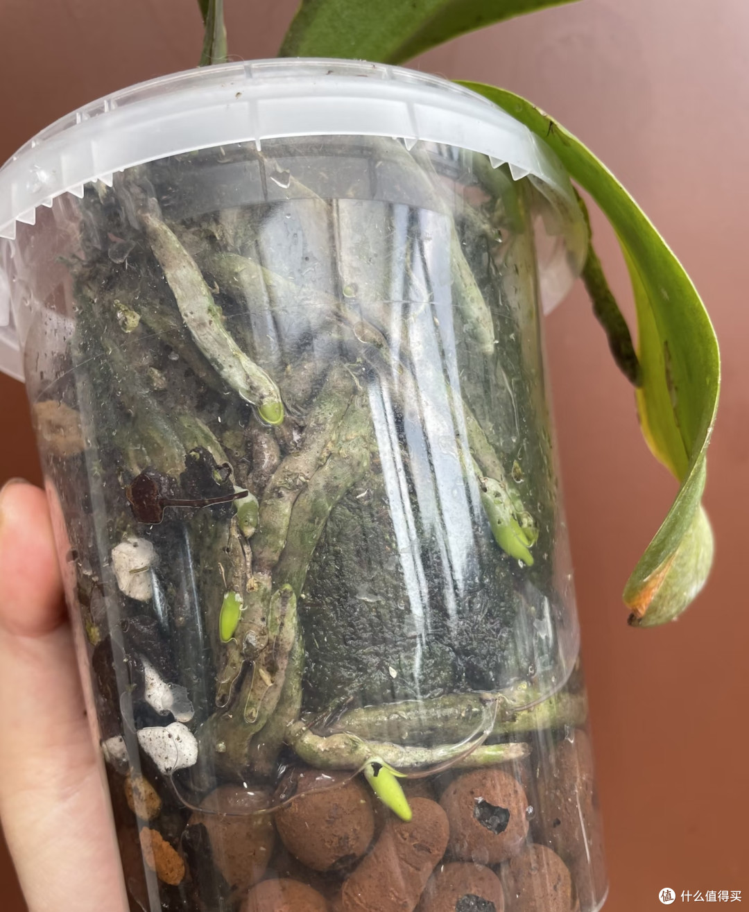 秋季蝴蝶兰长势差,用3个笨招养根,多到装不下,第三种少有人知