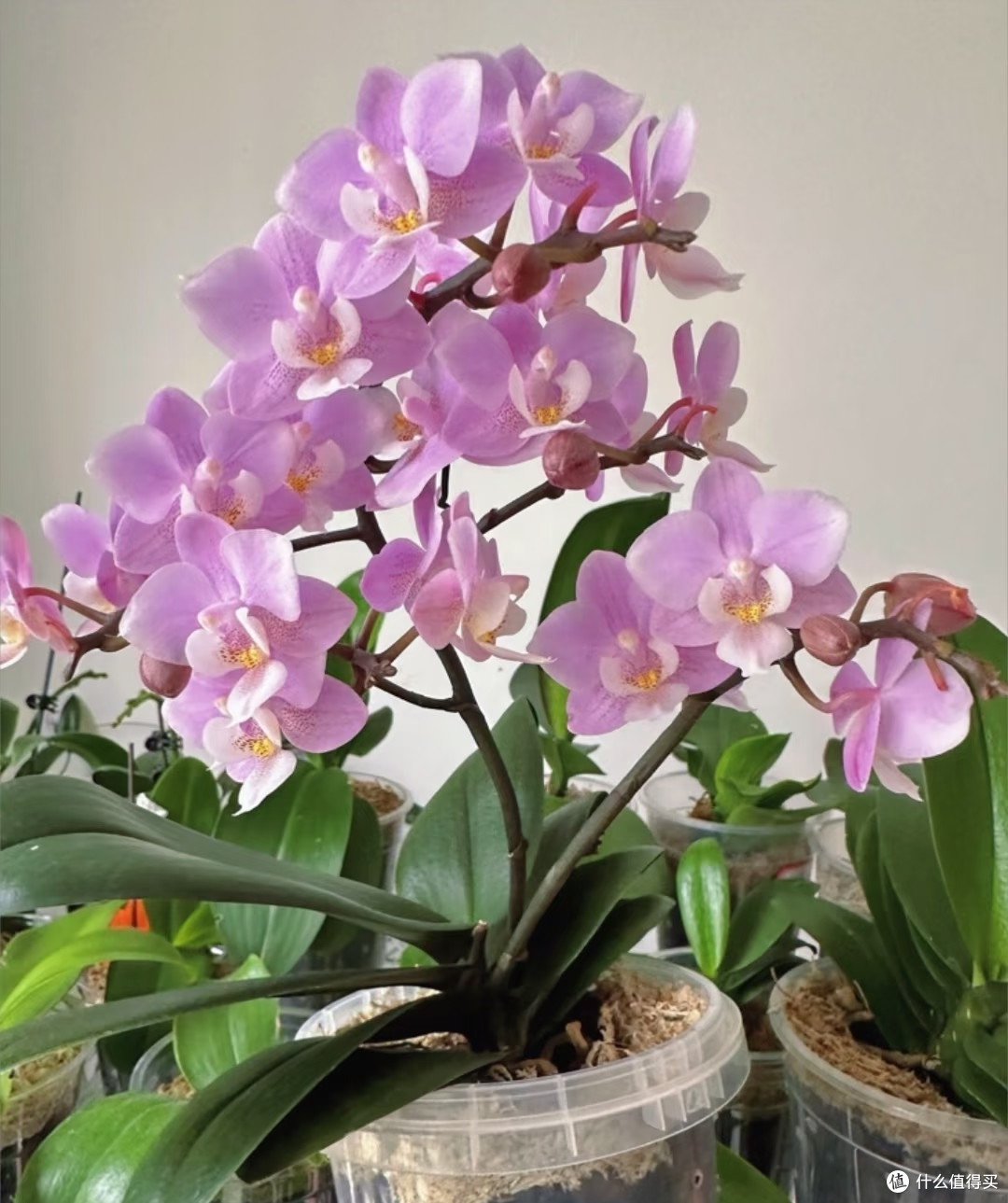 4种适合客厅养的皮实花,少操心好养活,越养家里越舒坦