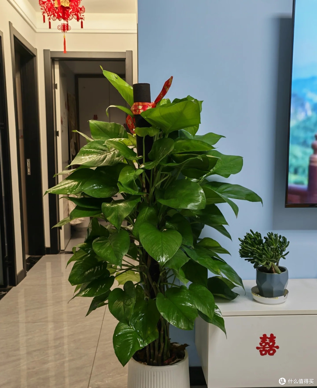 4种适合客厅养的皮实花,少操心好养活,越养家里越舒坦