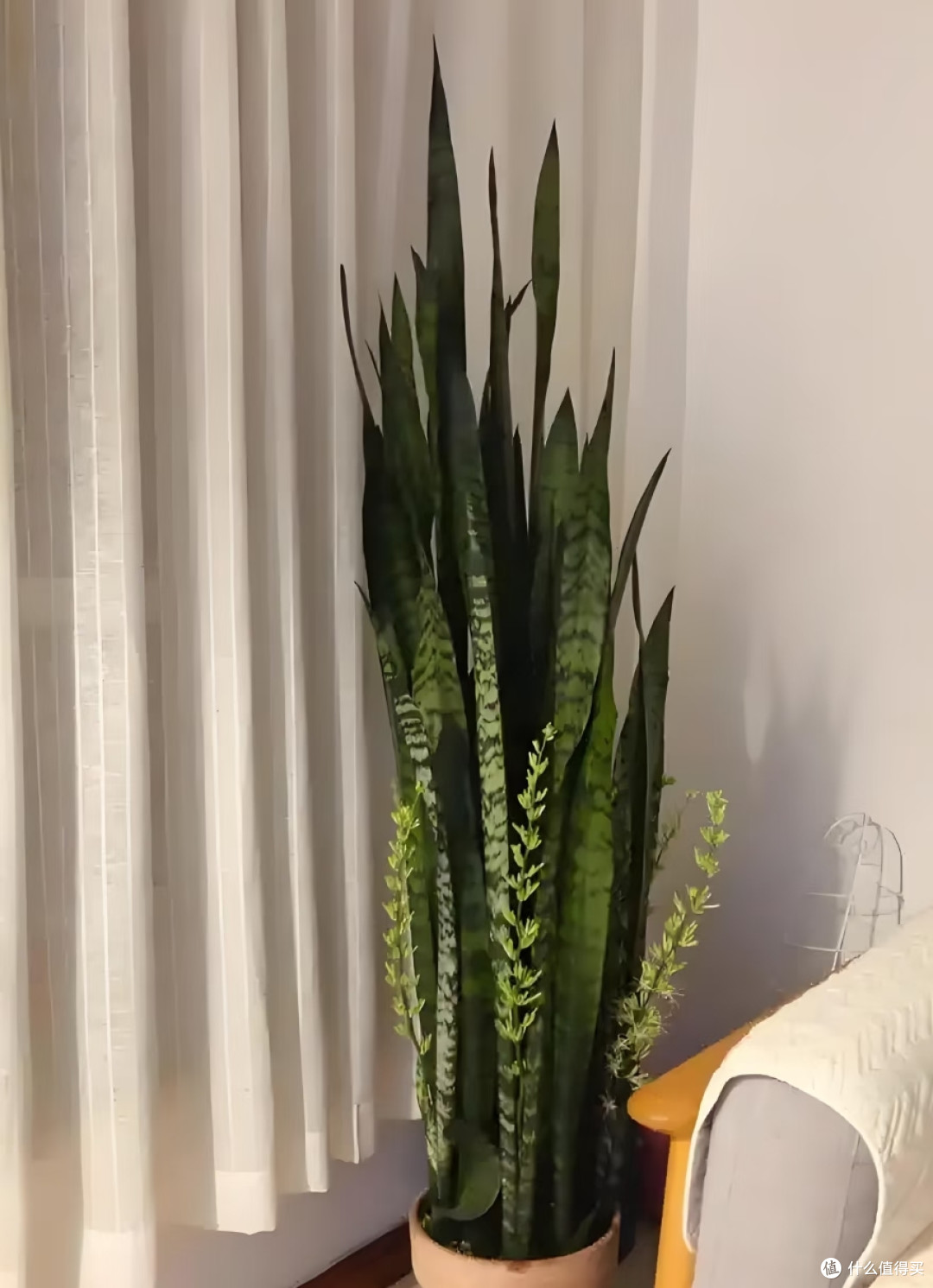 4种适合客厅养的皮实花,少操心好养活,越养家里越舒坦