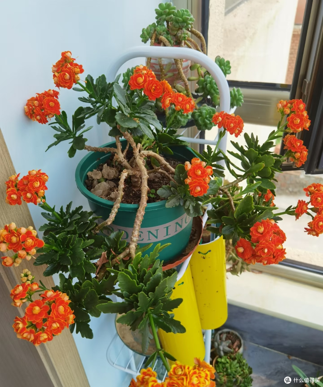 4种适合客厅养的皮实花,少操心好养活,越养家里越舒坦