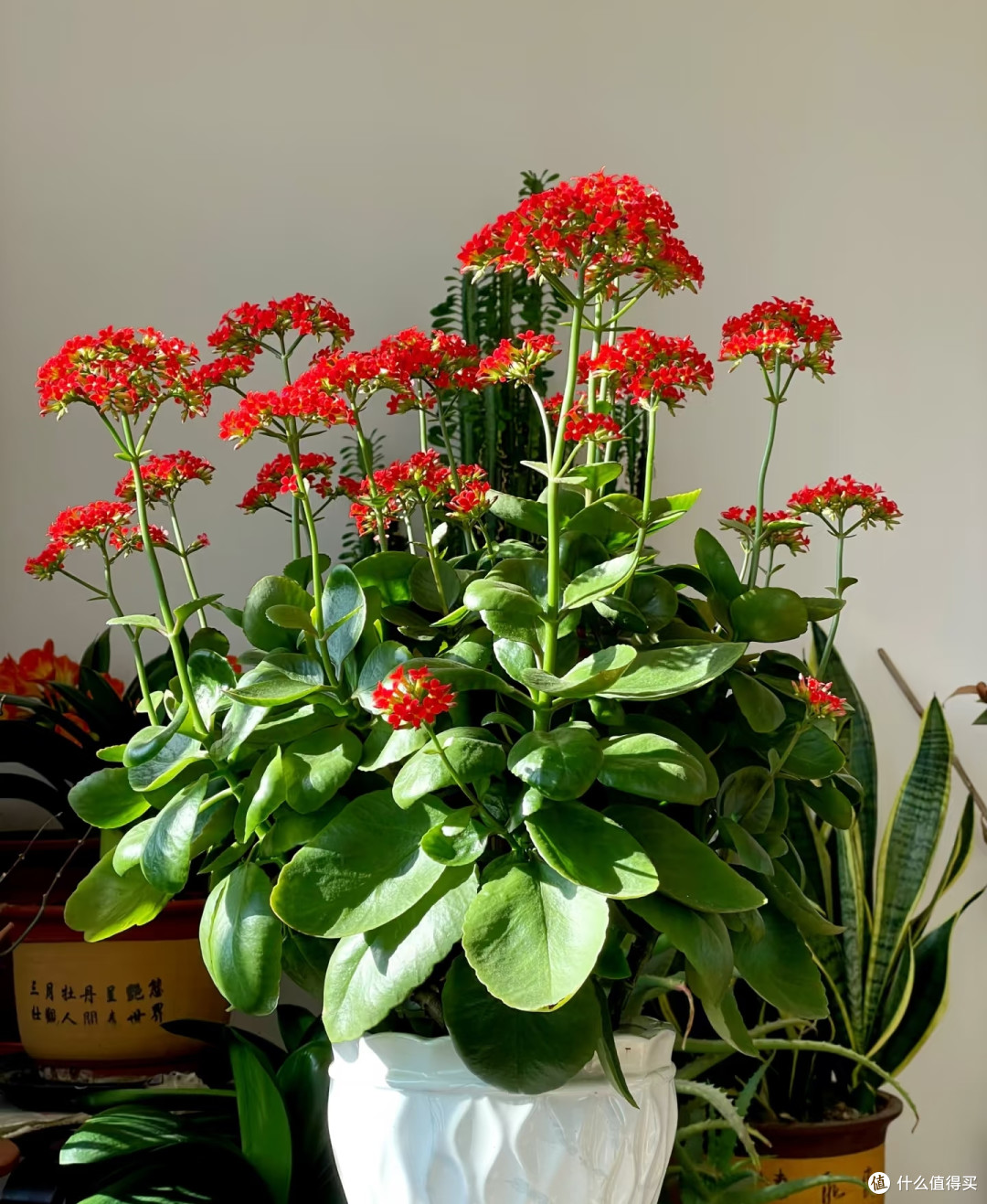 4种适合客厅养的皮实花,少操心好养活,越养家里越舒坦