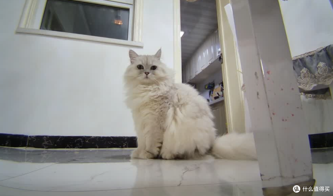 看猫和懂猫差在哪?从猫科行为学聊会跑的监控为什么不一样