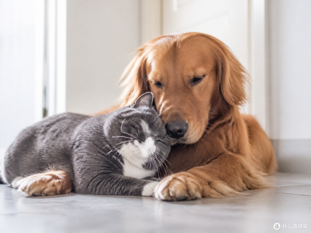 猫狗年龄大了，支付宝宠物医保还能一直买吗？先看续保条件
