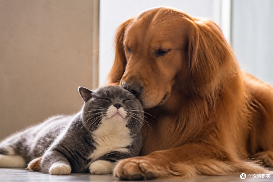 猫狗年龄大了，支付宝宠物医保还能一直买吗？先看续保条件