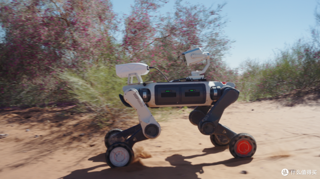 腾格里沙漠来了“机器人护林员”! 云深处机器狗守护百亩绿洲