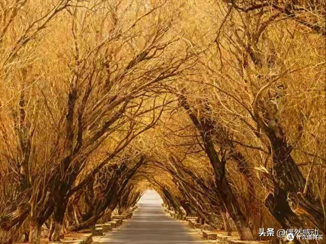给爸妈挑了6款国产鱼油，踩完坑才懂：别光看牌子，先看需求