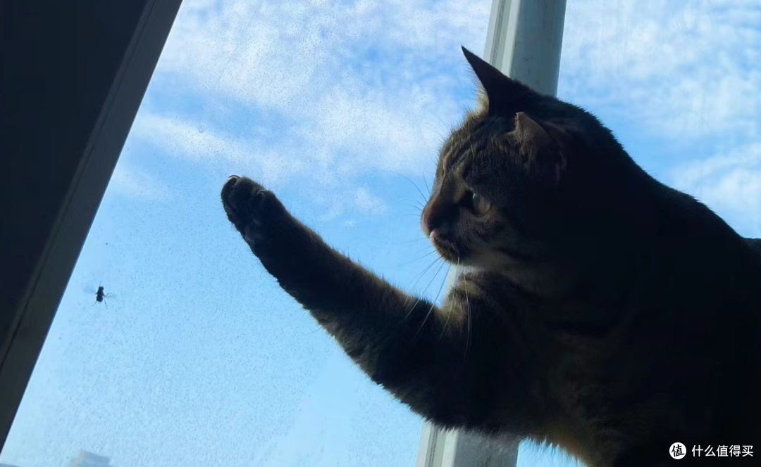瓦慧芬很会抓苍蝇蚊子吃，比起毒猫粮可好多了