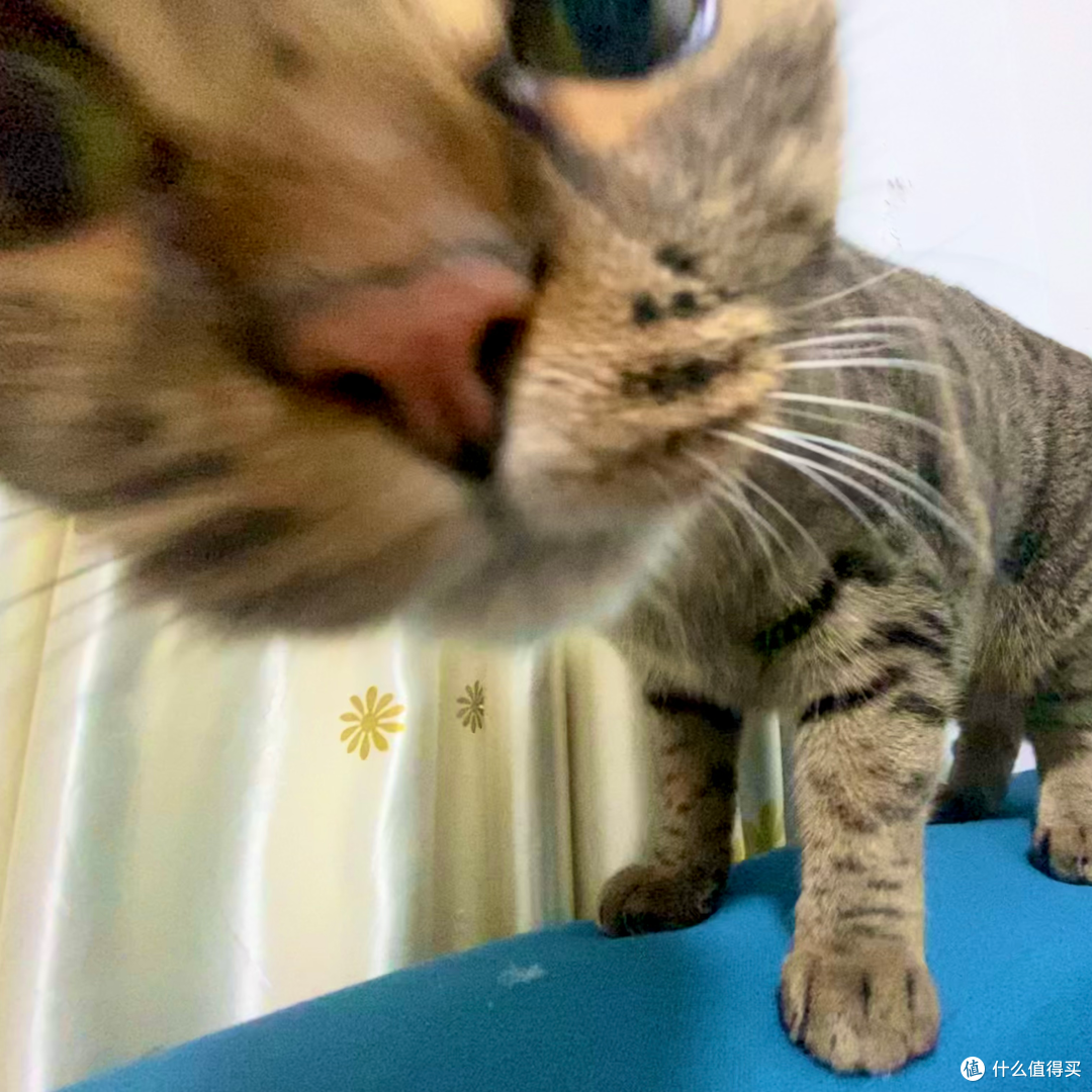 吓得我有一段时间刻苦研究猫粮知识