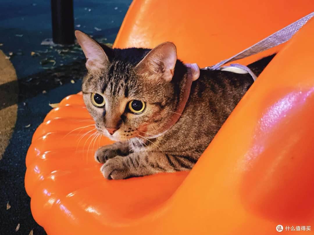 瓦慧芬在家横得要死，在外面就是只怂猫