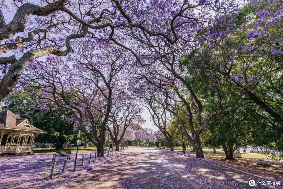● New Farm Park, Brisbane, Queensland  📷 / © Tourism and Events Queensland