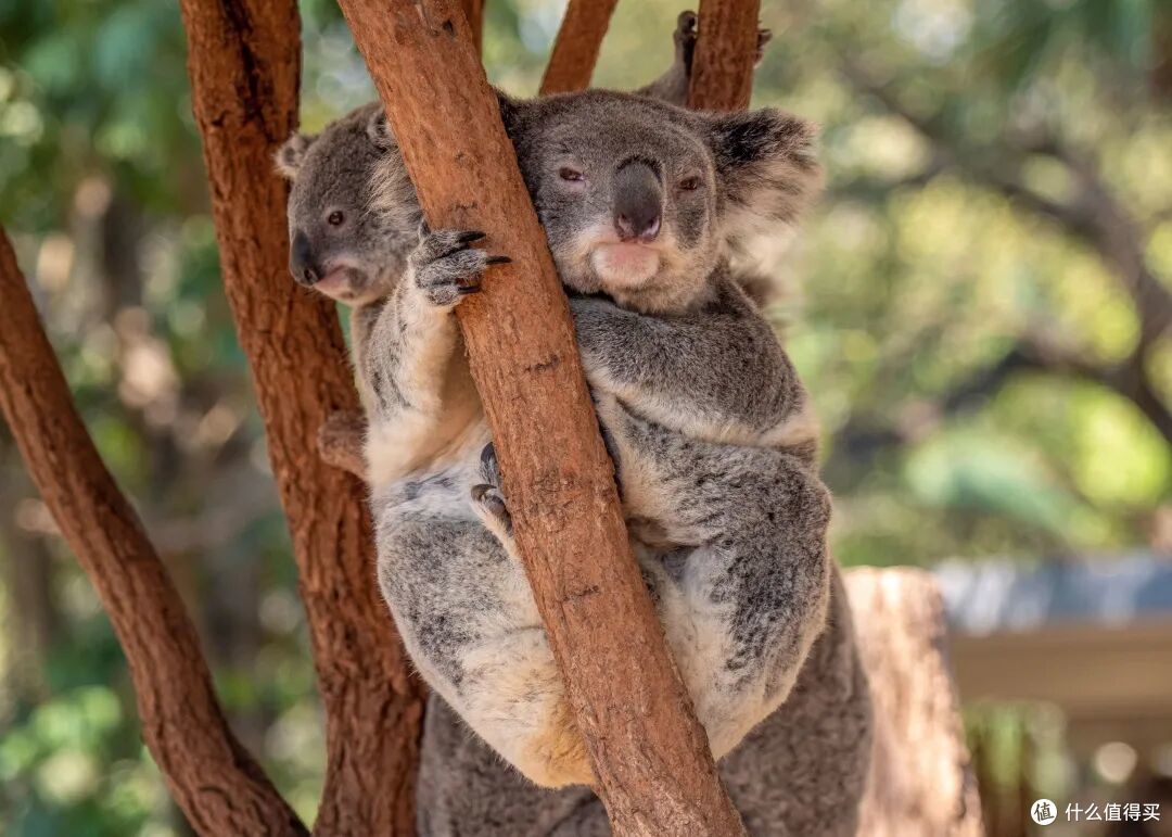 ● Koala at Lone Pine Koala Sanctuary, Brisbane, Queensland  📷 / © Tourism and Events Queensland