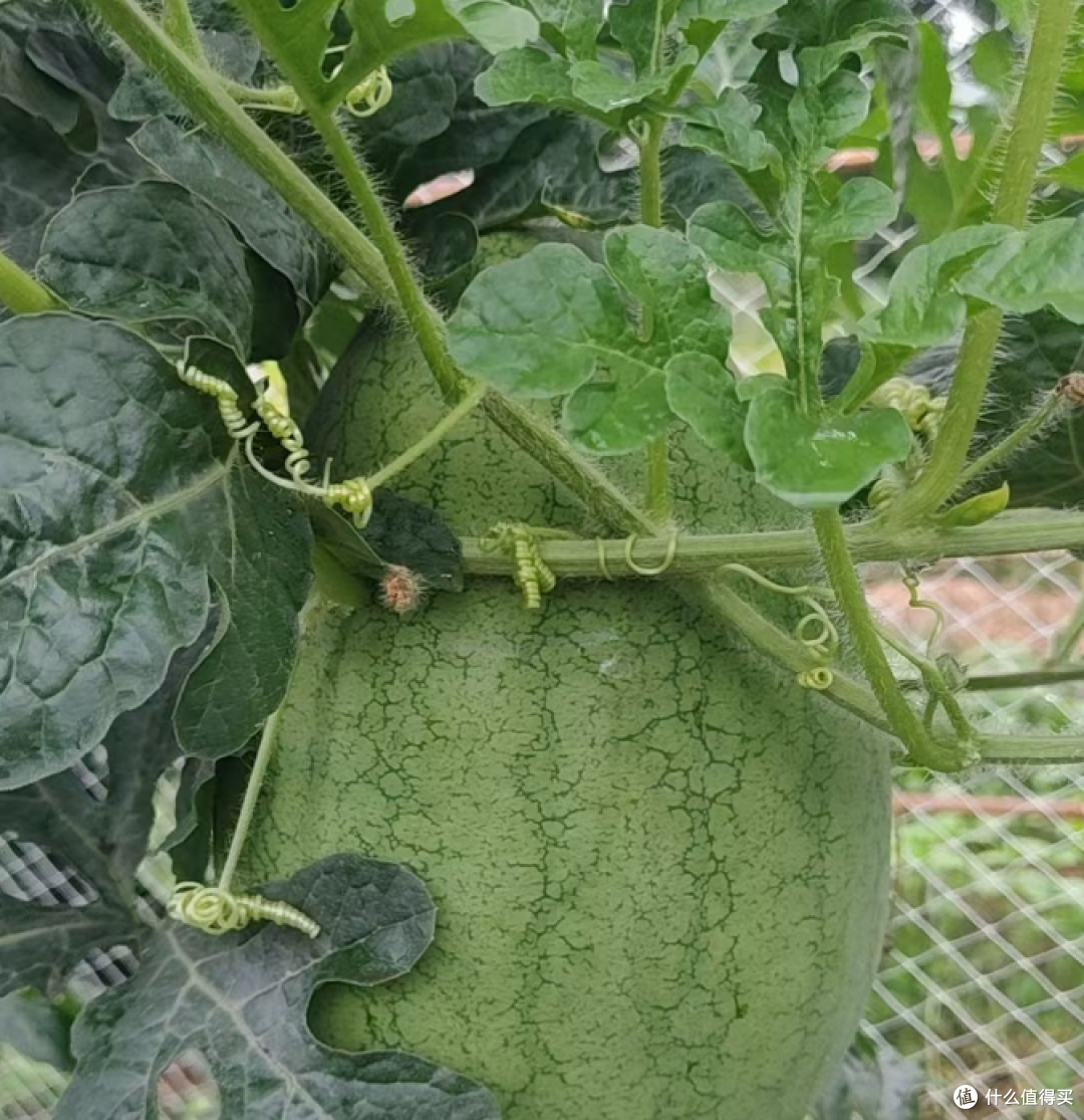 翻相册翻馋了，老家地里那几颗西瓜是真顶🍉