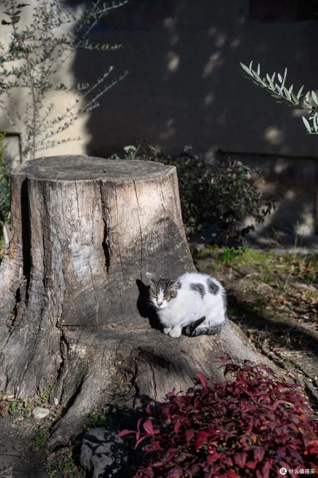 在一座狗狗的城市寻找猫猫彩蛋 | 第比利斯的猫猫涂鸦