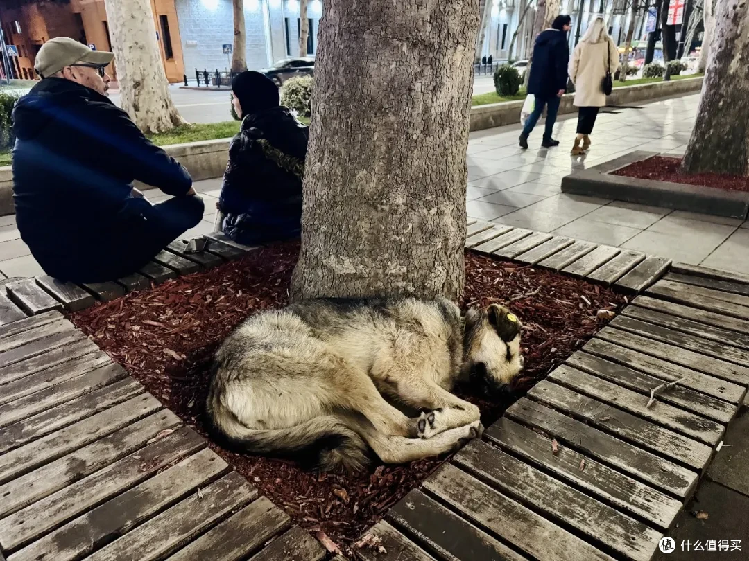 在一座狗狗的城市寻找猫猫彩蛋 | 第比利斯的猫猫涂鸦
