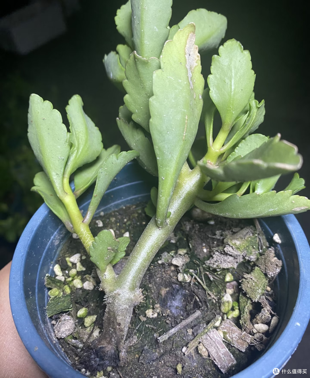 9月长寿花乱剪这一刀,秋冬十有八九没花看!