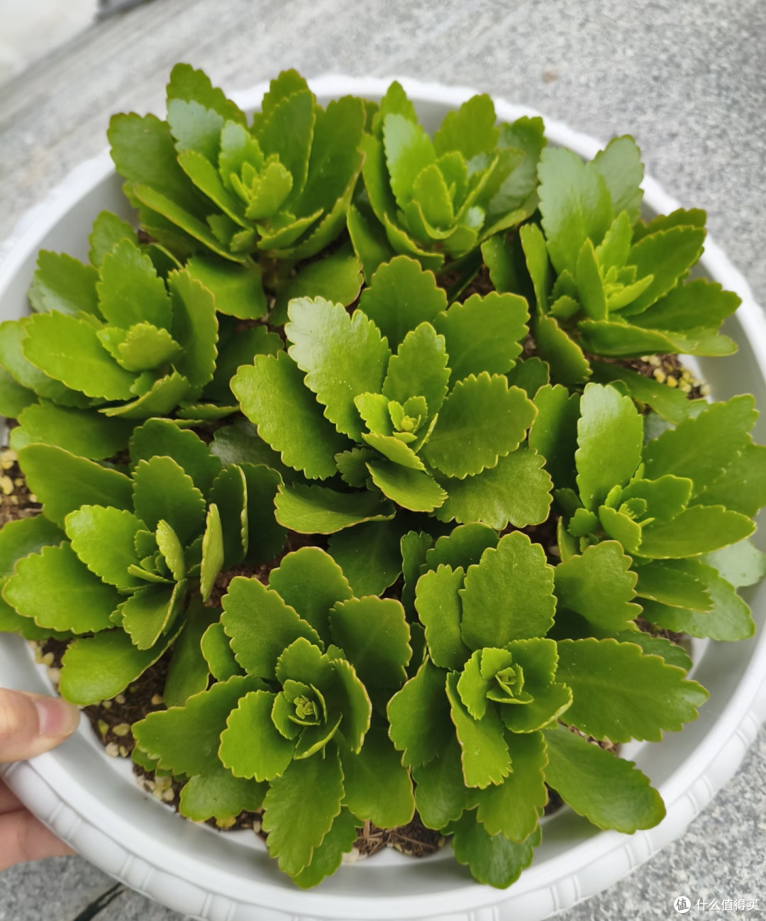 9月长寿花乱剪这一刀,秋冬十有八九没花看!