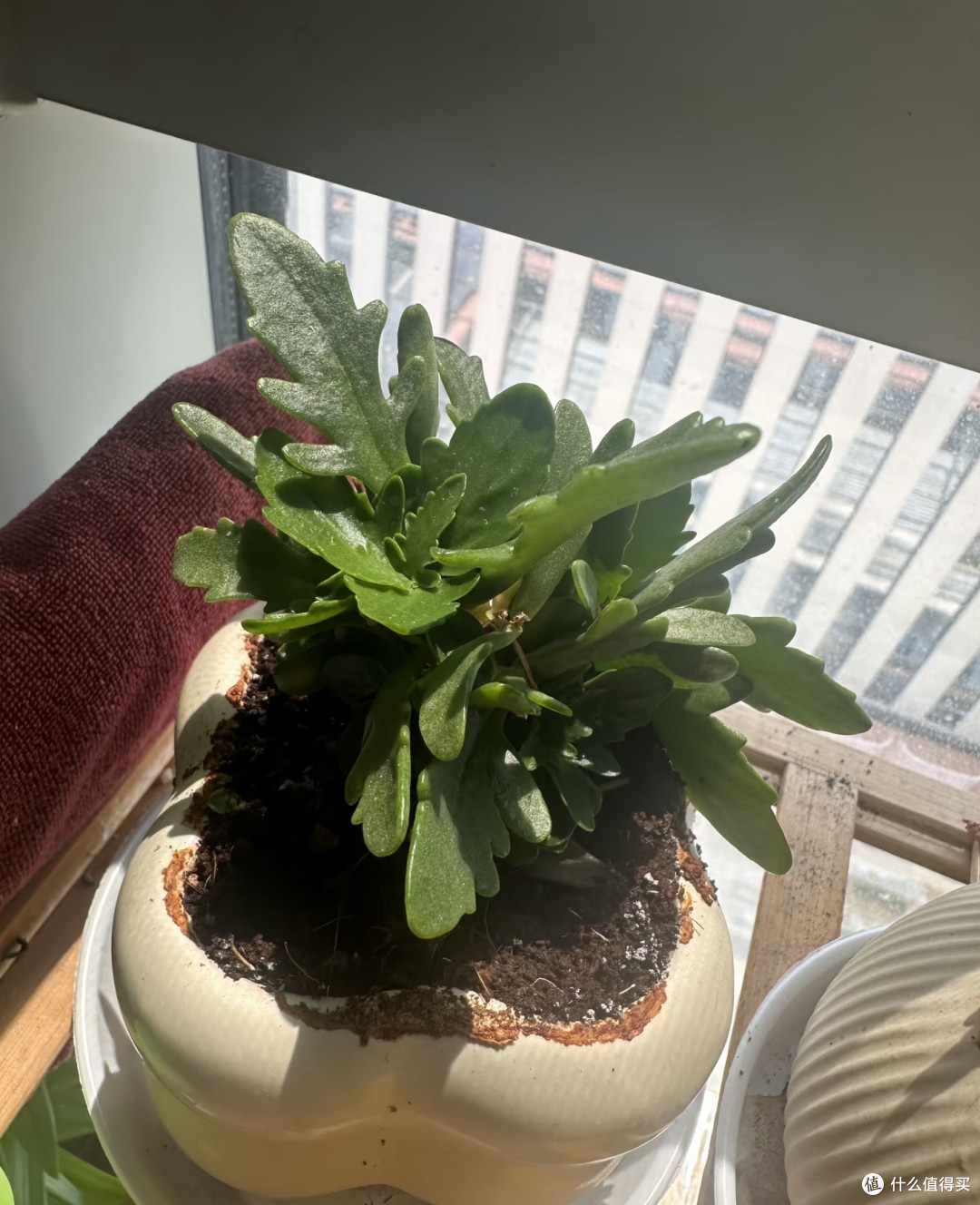 9月长寿花乱剪这一刀,秋冬十有八九没花看!