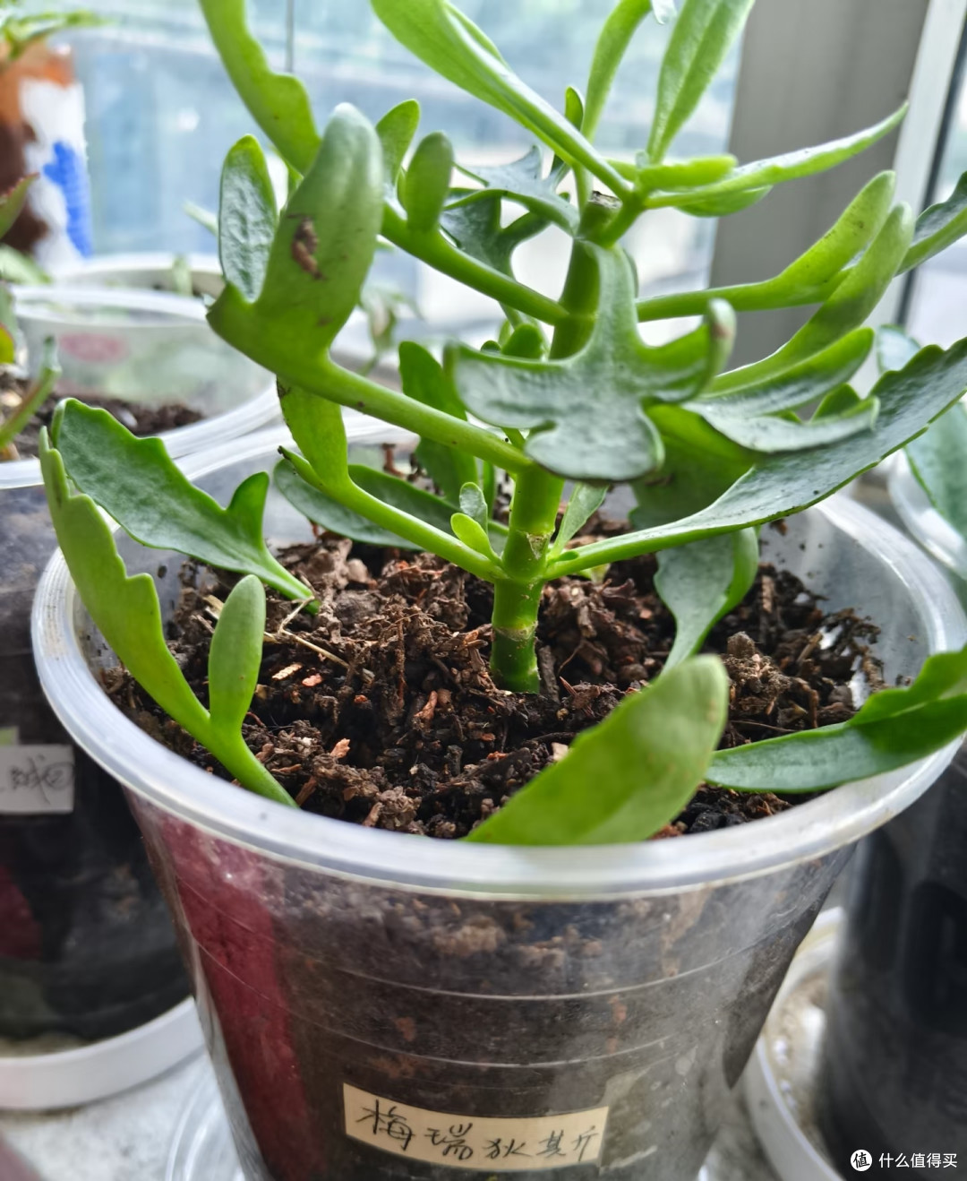 9月长寿花乱剪这一刀,秋冬十有八九没花看!