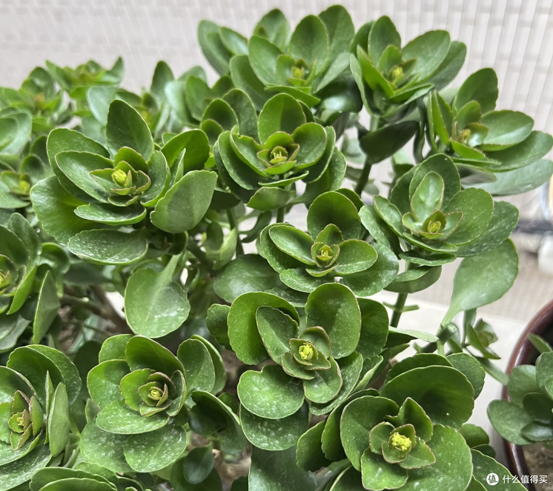 9月长寿花乱剪这一刀,秋冬十有八九没花看!