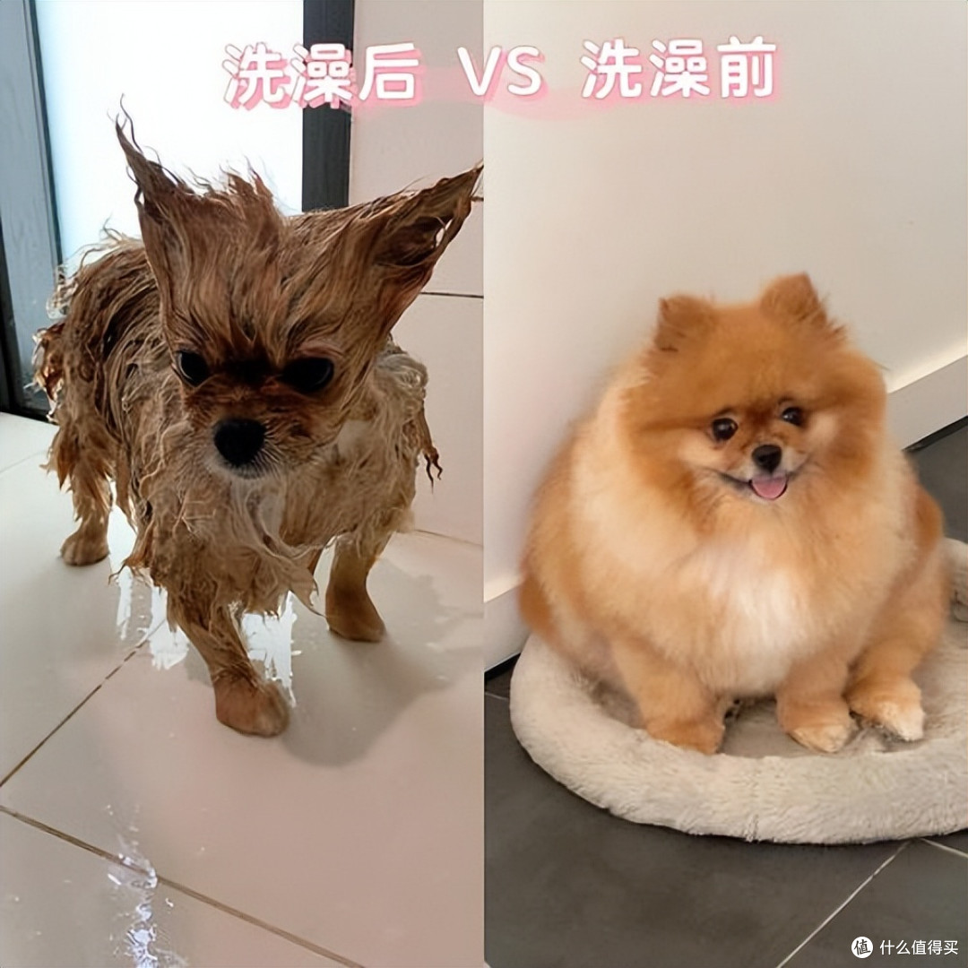 狗淋湿后，甩水为什么那么臭？干了又闻不到，这是为什么？
