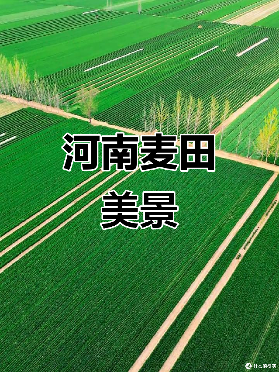 瞧不起河南？没有河南，方便面你都舍不得买！