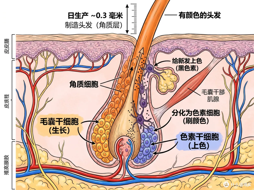 白头发不是变白的是长出来的!它产生是你的身体在保护你?